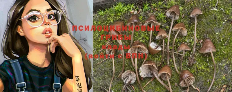 ОМГ ОМГ ТОР  купить   Кулебаки  Псилоцибиновые грибы MAGIC MUSHROOMS 